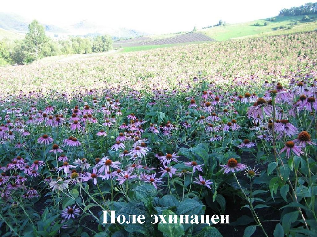 Биолит